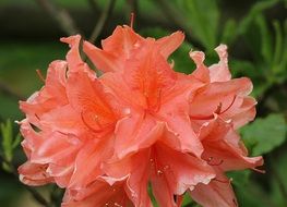 beautiful coral rhododendron flowers close