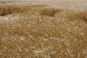 cornfield summer view