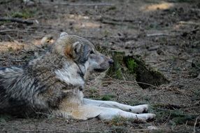 wolf fur