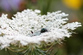 white wide flower and fly