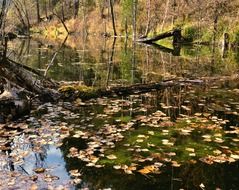 fallen autumn leaves in a pond