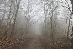 Trail in the woods in the fog