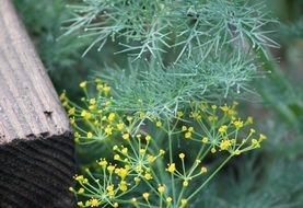 Beautiful green and yellow plants