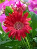 ornamental gerbera flower