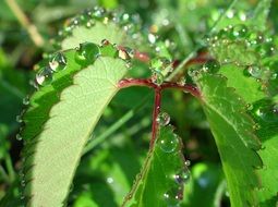 green leaves of a plant in dew drops close-up on blurred background