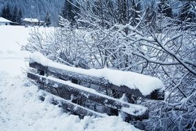 fluffy snow on trees and wooden bench