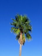 palm tree in the south of Spain