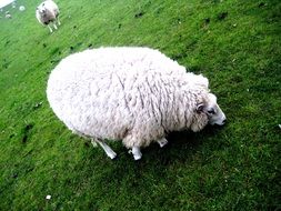sheep on pasture