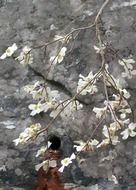 white flowers on a tree branch