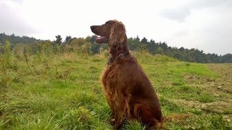 extraordinarily beautiful setter dog