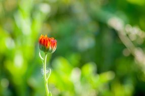 red flower on a background of green leaves