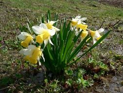 extraordinarily beautiful daffodils flowers
