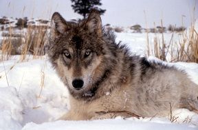 splendiferous wolf