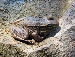 Frog on the rock