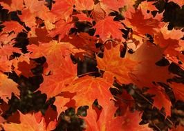 orange maple leaves