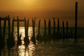 birds perched pilings at sunset