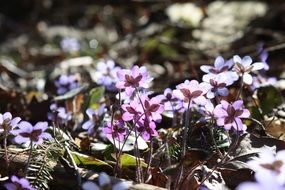 pink hepatica flowers in spring