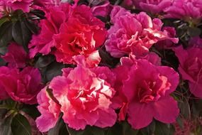 pink splendiferous azalea blossoms