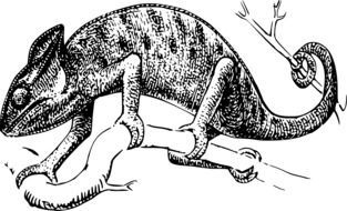 Black and white drawing of the chameleon