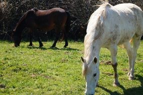 brown and white horses on the pasture