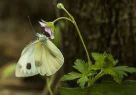 cabbage butterfly on a forest flower