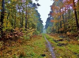 forest path in autumn