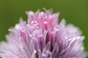 tender pink flower macro shoot