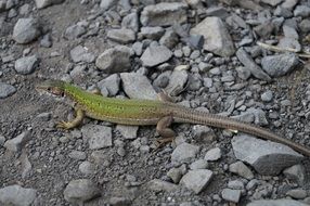 green lizard in its natural habitat