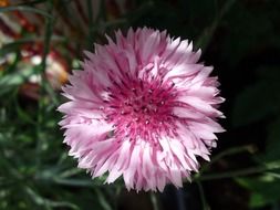 pink wild flower bloom