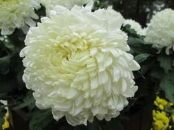 chrysanthemum plant