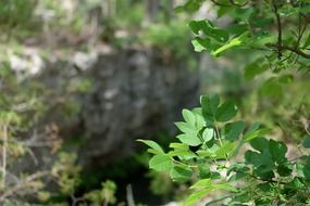 Foliage on the trees