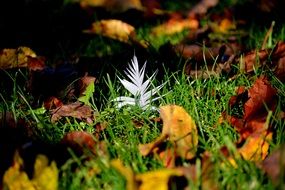Foliage on the ground in autumn