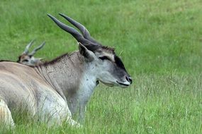 antelope with long horns on green grass