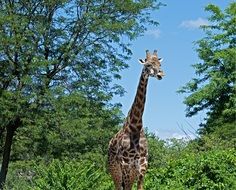 Beautiful giraffe in wildlife