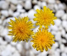 closeup photo of extraordinarily beautiful yellow dandelions