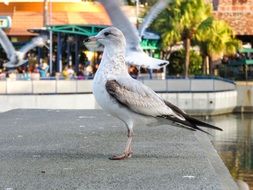 white and brown seagull