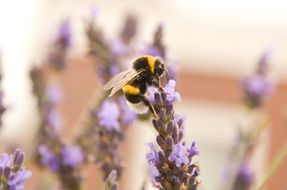 yellow and bolack bumblebee