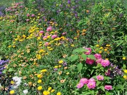 colorful summer flowers at garden