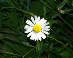 daisy flower in green grass