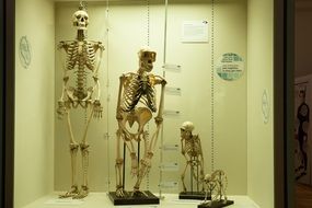 exhibition of skeletons in a museum