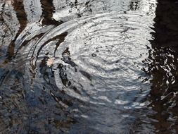 reflections in dark water in winter