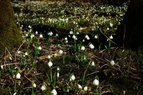 first spring flowers