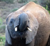 elephant mammal in south africa portrait