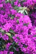 purple bougainvillea flowers