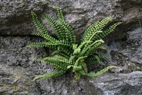 fern grows out of stone