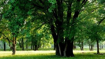 striking wood forest