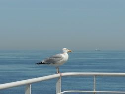 Seagull on the coastline in England