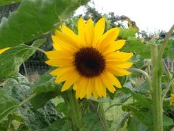 Photo of sun flower in the garden
