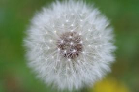 dandelion flower close up on blurred background