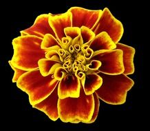 marigold, yellow and red flower at black background